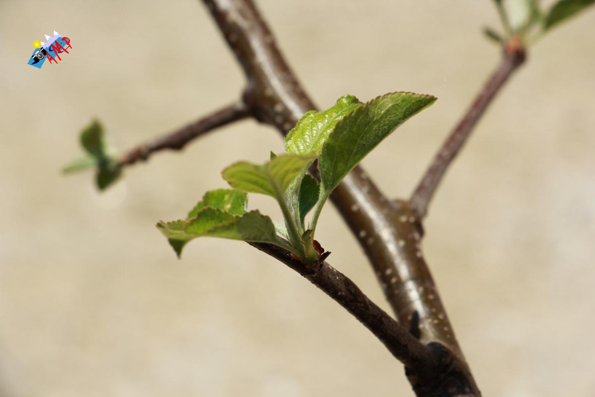 N2014-04_11_IMG_2182-Pommier Golden Delicious_HG